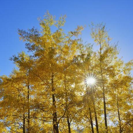 jesienne drzewa populus tremula ze słońcem, jesień