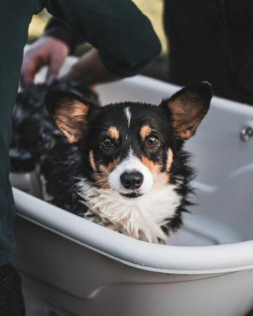 brzuch mężczyzny kąpiącego welsh corgi pembroke w wannie