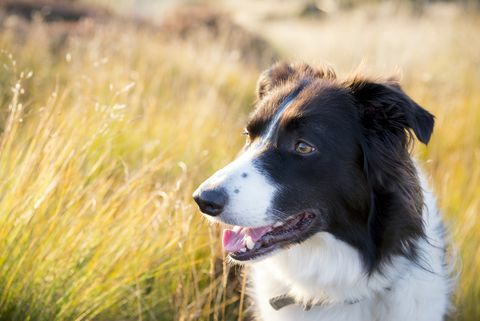 border collie na zewnątrz w złotym letnim słońcu