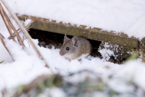 Mysz drzewna (Apodemus sylvaticus)