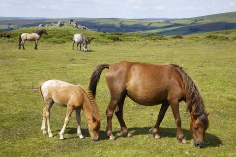 Kucyki Dartmoor