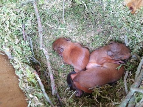 rzadkie kocięta wiewiórki czerwonej uchwycone kamerą na wyspie Brownsea