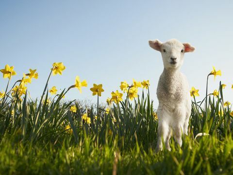 Jagnięcina w polu żonkile na wiosnę