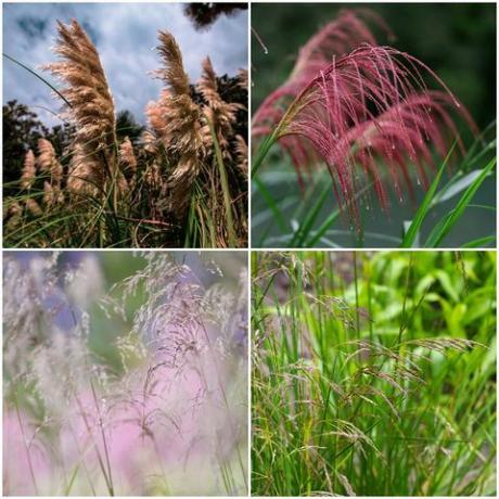 trawa, natura, phragmites, roślina, roślina lądowa, rodzina traw, organizm, kwiat, roślina kwitnąca, preria,