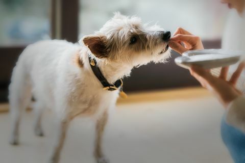 Close-Up Of Dog Jedzenia