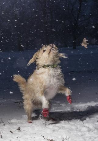 I Love Dogs Ponieważ zwycięzca w konkursie Dog Photographer of the Year