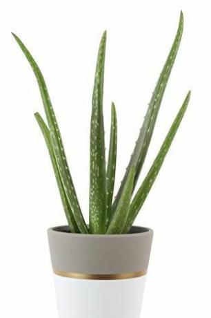 Aloe Vera w ozdobnym garnku