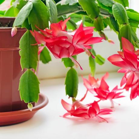 Kaktus bożonarodzeniowy (Schlumbergera)