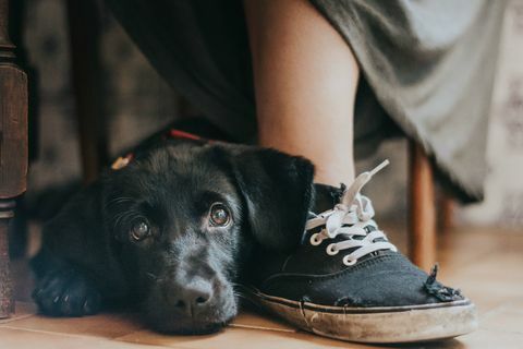 Zwycięski fotograf roku dla psów