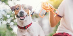 szczęśliwy, radosny i zabawny pies jack russell relaksujący się i odpoczywający w ogrodzie gresowym w parku na świeżym powietrzu i na zewnątrz podczas letnich wakacji