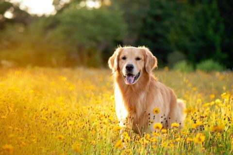 golden retriever w polu z żółtymi kwiatami