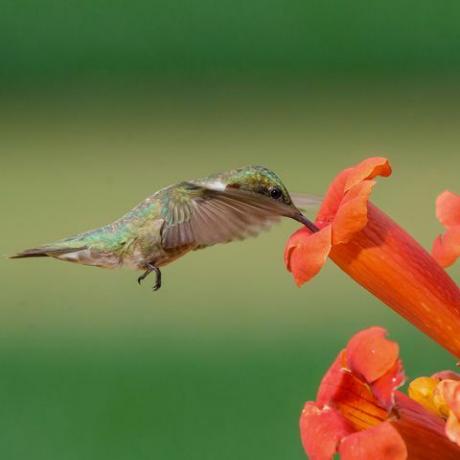 Koliber rubinowy i kwiat trąbki