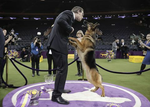 Plotka, owczarek niemiecki, skacze, by polizać swojego tresera i współwłaściciela Kent Boylesa po wygranej Best in Show.