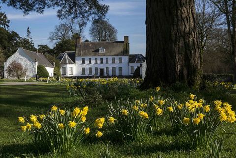 Żonkile w Springhill National Trust © Bernie Brown