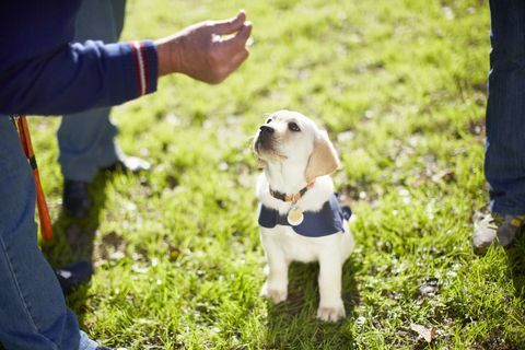 Golden retriever szczeniak w szkoleniu psów przewodników