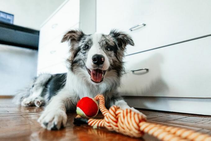 słodki pies rasy border collie leżący z zabawką i patrzący na kamerę w domu