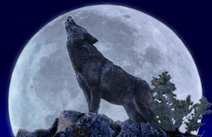 wilk wyjący przy pełni księżyca