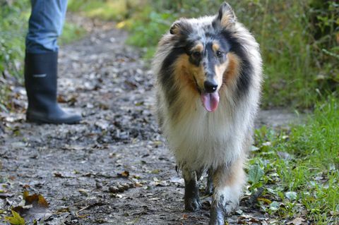 Szorstki collie z błotnistymi łapami na spacerze