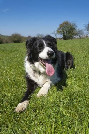 owczarek border collie