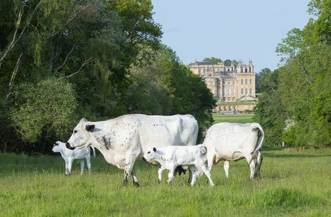 posiadłość blenheim szuka pasterza