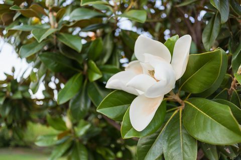 Biały kwiat magnolii otoczony zielonymi liśćmi