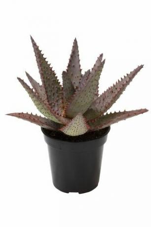 Aloe Vera „AJR” 3,5-calowy garnek