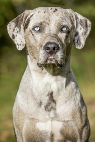 Catahoula Leopard Dog - najlepsze psy stróżujące