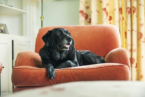 starszy czarny labrador odpoczywa na fotelu