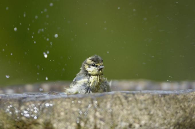 Modraszka parus caeruleus, kąpiąca się w ogrodowej wannie dla ptaków w lipcu w Durham