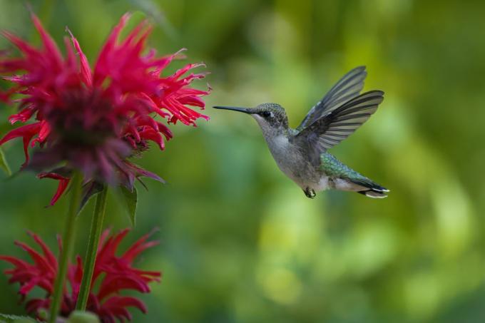 Instrukcje przepisu na karmę dla kolibrów