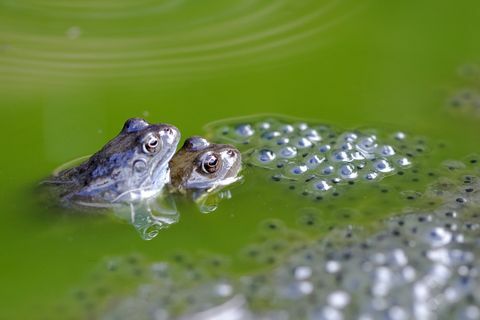 Żaba trawna (Rana temporaria) z zaszczepiaczem