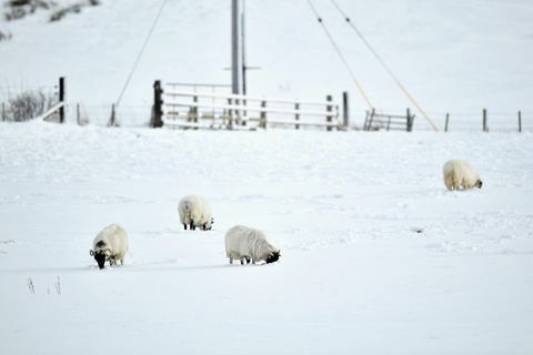 owiec śnieg szkocja