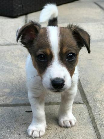 Buddy stojący - Jack Russell - Battersea Dogs & Cats Home