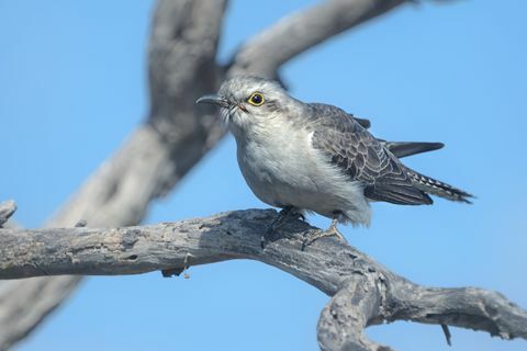 Bladość kukułki (Cacomantis pallidus) siedzący na gałęzi