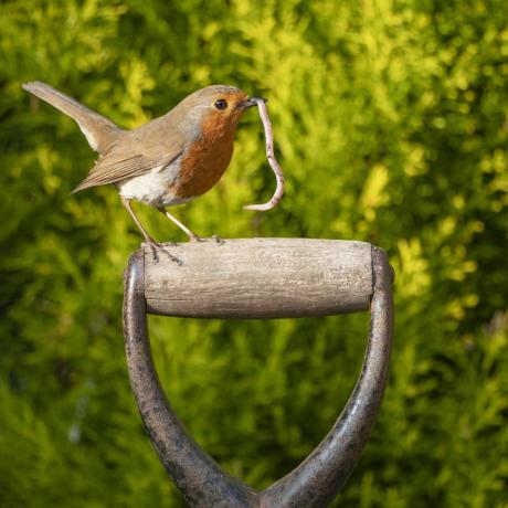 ptak w ogrodzie w Wielkiej Brytanii