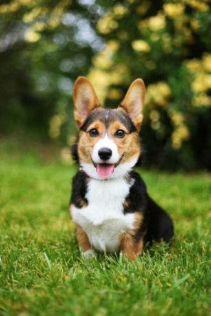 pembroke walijski corgi