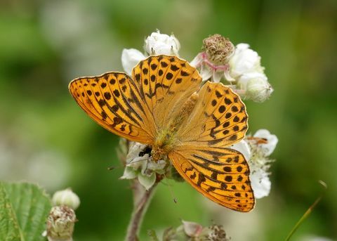 srebro myte malinowiec argynnis paphia