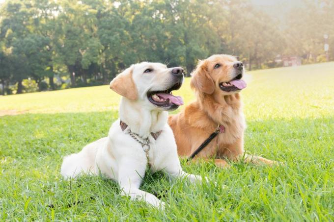 dwa psy, labrador retriever i golden retriever, siedzą obok siebie na polu trawy