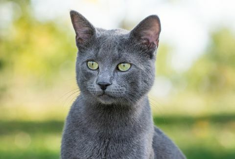 ładny rosyjski niebieski kot na zewnątrz w przyrodzie, portret