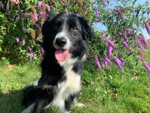 Dogs Trust Border Collie