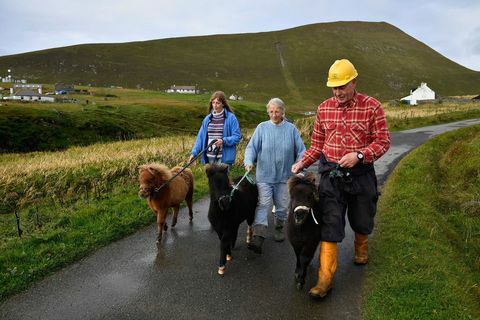 foula wyspa szetlandzki szkocki kucyk