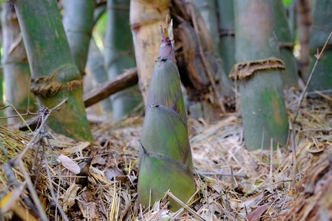 Brytyjczycy wezwani, by nie uprawiać „inwazyjnego” bambusa w ogrodach