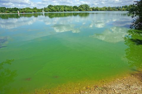 Sinice lub „niebiesko-zielone” algi, Frampton on Severn, Gloucestershire, Wielka Brytania