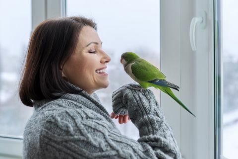 kobieta w średnim wieku i papuga razem, właścicielka ptaka rozmawia, patrząc na zielonego zwierzaka kwakra