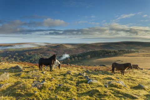 Kucyki Dartmoor