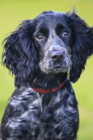 angielski cocker spaniel