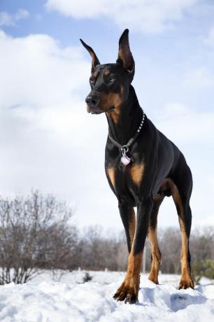 Doberman Pinczer