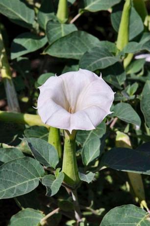 Kwiat, dziki słodki ziemniak, Datura, Datura inoxia, Roślina, Roślina kwitnąca, Rodzina Morning glory, Solanales, Morning glory, Liść, 