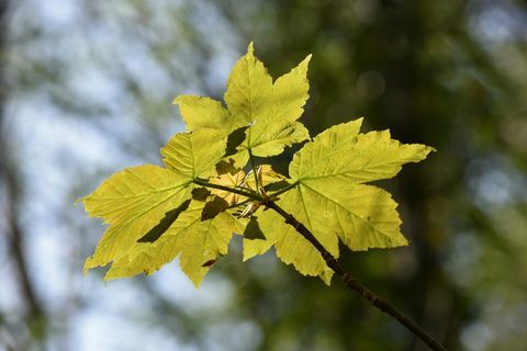 Jawor Liść Going Green