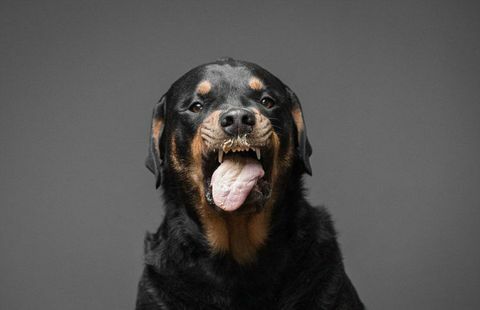 Pies Rottweiler